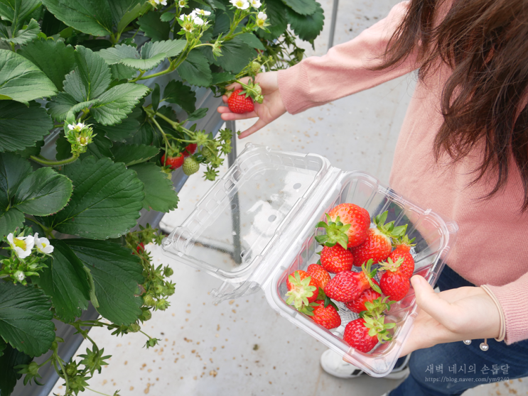 서울근교 딸기체험 한사랑 농장! 딸기 배터지게 먹은 날