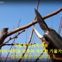 수고가 높은 매실나무 전정법(동영상)