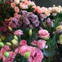 mama's flower 마마스플라워/ 오늘의꽃, 새로들어온 꽃, 수입꽃, 양재역꽃집,도곡동꽃집