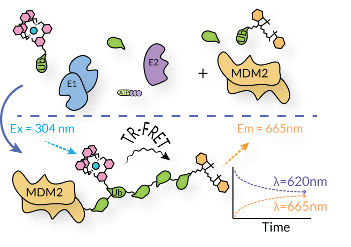 [TR-FRET/Kits] MDM2 E3 Ligase TR-FRET Kit [SBB-KF0030]_South Bay Bio ...