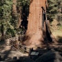 [미국 국립공원 캠핑] 세쿼이아(Sequoia)&킹스캐년(Kings Canyon) 국립공원 하이킹,캠핑(Lodgepole campground)