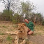 [아프리카여행 23일차] 짐바브웨 - 30개월 된 야생 사자와 함께 걷기! 워킹 라이언! (LION Encounter)2