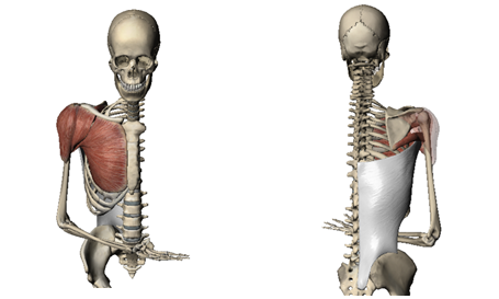 견관절 내회전 해부학 (Shoulder Joint Internal Rotation Anatomy) : 네이버 블로그