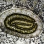 마늘 - 새싹을 위한 비늘줄기 (현미경 관찰)