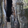도시 부산 37, 주례 500살 회화나무