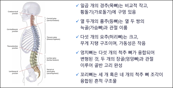 기능해부학, 척주와 척추뼈의 구조 : 네이버 블로그