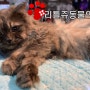 리틀쥬동물의료원/울산동물병원/고양이중성화수술