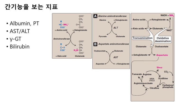 간기능 검사: AST/ALT (GOT/GPT) 이게 뭐지? [을지로 더맑은클리닉] : 네이버 블로그
