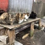 일본 후쿠오카 여행 아이노시마섬(고양이섬) 가는법!