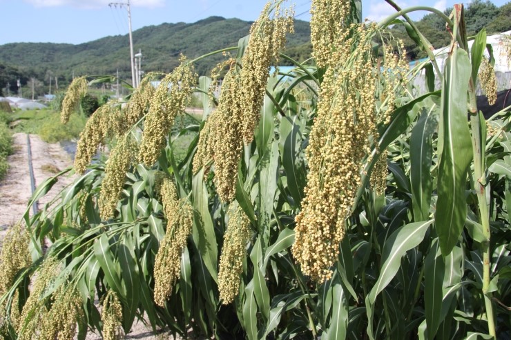 식량작물 수수 - 수수 재배법 : 네이버 블로그