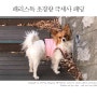 패리스독강아지패딩조끼 : 제니의 견생 첫 패딩 ! ♥︎ / 강아지패딩추천 / 강아지겨울옷추천