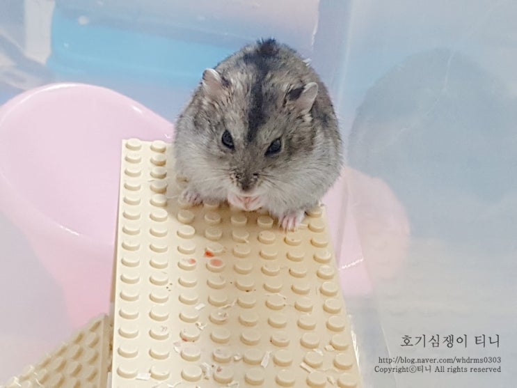 햄스터 라이프) 햄스터 키우기 어플 hamster life : 네이버 블로그