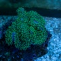 [포세이돈아쿠아] 부담없이 만나는 산호들 (인천부평수족관)