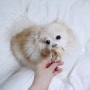 올네이쳐 수제간식 : 강아지 천연수제간식 송아지연골 칩스로 치아건강과 심리적 건강 지키기:)