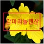 감마리놀렌산 효능과 복용방법은?(Feat. 달맞이꽃 종자유)