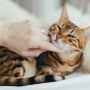 동물훈련과정 고양이가 애정을 표현하는 방법