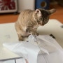 고롱박스 📦 고양이 장난감 🐾 울룩불룩 살살살 놀이 후기