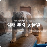 김해가볼만한곳 부경동물원에서 호랑이 먹이주기