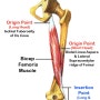[열정림/림필라테스/필라테스해부학/왕초보해부학] 20탄.슬관절 외회전근(lateral/external rotator of the knee)