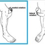 [열정림/림필라테스/필라테스해부학/왕초보해부학] 21탄. 슬관절 내회전근(medial/internal rotators of the knee)