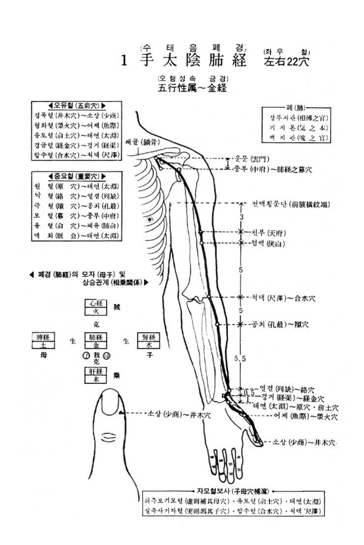 수태음폐경유주[手太陰肺經流注]  : 네이버 블로그