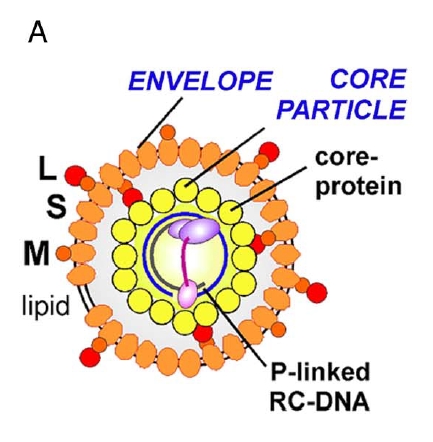 HBV 감염과 복제, HBV infection and replication : ① envelope, core particle ...