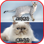 고양이 종류 [품종] 오리엔탈 & 페르시안