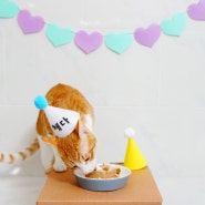 고양이 생일파티! 체다 첫번째 생일이에오♥