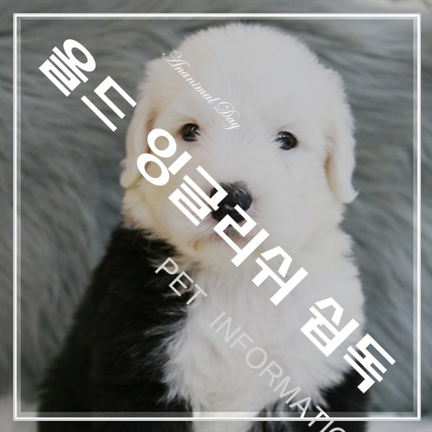 올드 잉글리쉬 쉽독 모든 것 성격 수명 특징 크기 잉글리쉬 쉽독 운동 산책 털 빠짐 관리 미용 목욕 잉글리시 쉽독 질병 관리 대형견 관리 네이버 블로그