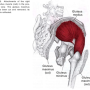 중둔근(Gluteus medius) 통증유발점(트리거포인트,trigger point)의 기전과 치료(Myofascial pain and Dysfunction) 근막통증 증후군