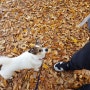 강아지 산책시 짖음 훈련 성공하는 방법!!
