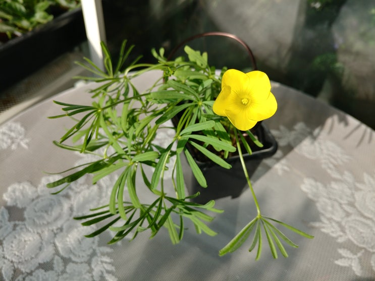 Oxalis Cathara Yellow : 네이버 블로그