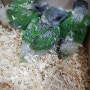 부산 세네갈 앵무새 이유조분양합니다