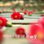 KBS 6시내고향에 소개된 장사도해상공원 동백꽃