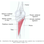 Popliteus (슬와근) 통증유발점(트리거포인트,trigger point)의 기전과 치료(Myofascial pain and Dysfunction) 근막통증 증후군