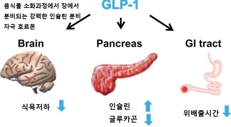 glp 1  GLP-1        (GLP-1 ) :  