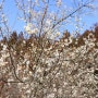 봄을 알리는 매화! 제주 매화 숨은 명소 청초밭
