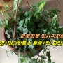 이명, 뒷통수통증, 턱찌릿찌릿 나만 아는 이 고통, 절망후기 (루이빈치과 다녀온 후에 총총)