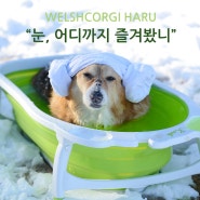 [강아지 목욕/스파]눈에서 즐기는 하루냥의 노천탕