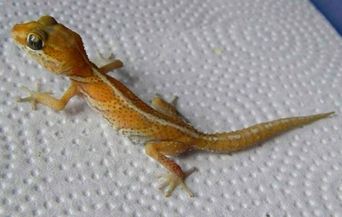 팬서 게코(Panther Gecko) 사육정보 : 네이버 블로그