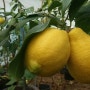 뜨렌비팜 레몬, 청마담 수확