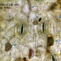 겨우살이의 잎과 줄기 (현미경 관찰)