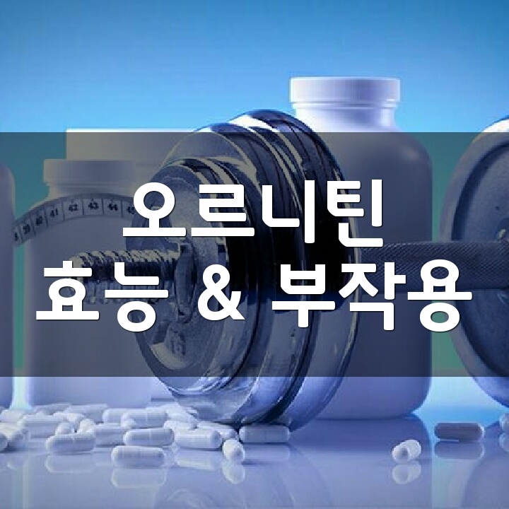 오르니틴 (Ornithine) 효능, 부작용, 권장량, 제품 순위