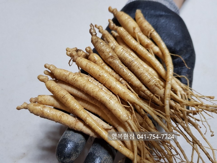 [인삼가격] 실삼계 실실이 금산 인삼 세척수삼 작은삼계탕인삼 750g100뿌리이상/300뿌리이상 : 네이버 블로그