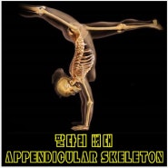 팔다리 뼈대(Appendicular skeleton)