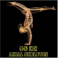 몸통 뼈대(Axial Skeleton)