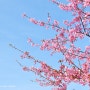 벚꽃 가득 피어난 나가사키 사이카이바시공원