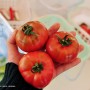 일본 나가사키 사이카이 여행 오시마 토마토 따기 체험