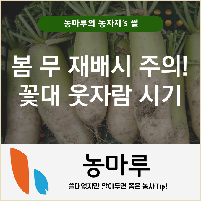 꽃대 웃자람시기 및 품종선택, '봄 무' 잘 키우려면? : 네이버 블로그