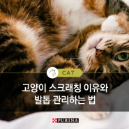 [퓨리나가 알려줄고양] 고양이 스크래칭 이유와 발톱 관리하는 법